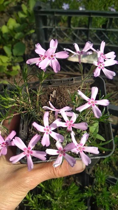 Флокс. Армерія. Гвоздика. Саджанці. Квіти