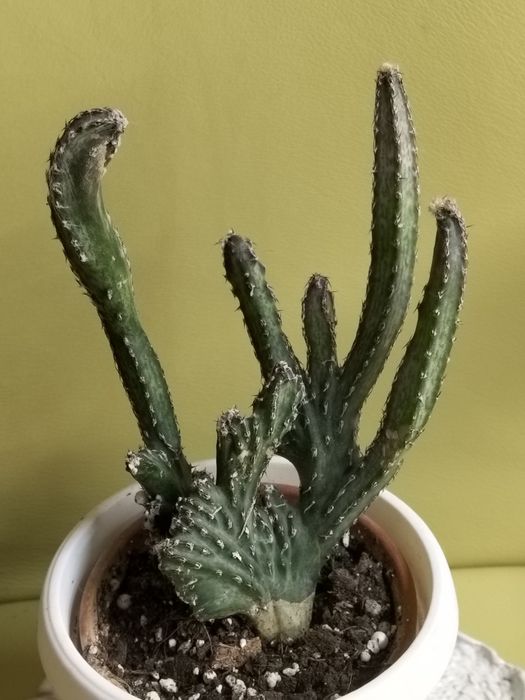 Интересные суккуленты