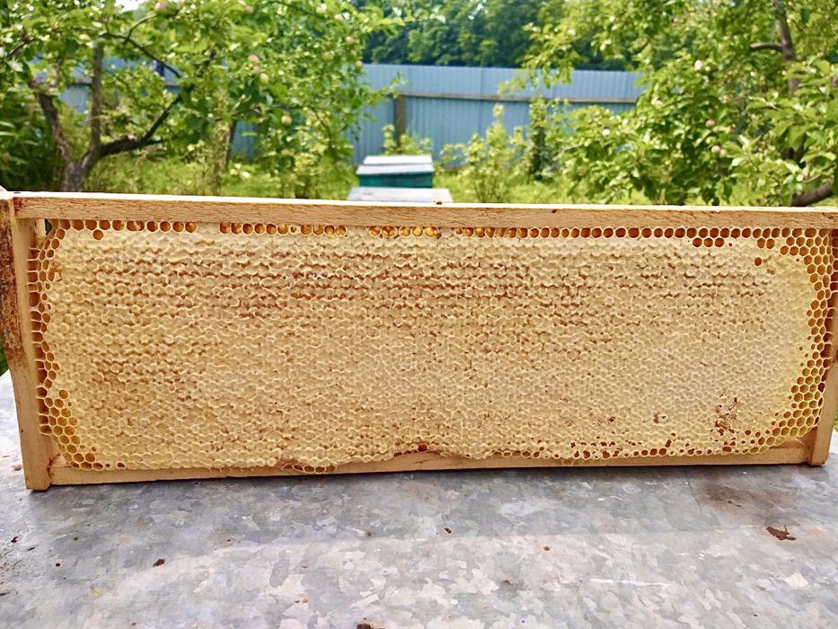 Продам гречишный мёд разнотравье с лесной пасеки, соты медовые мед