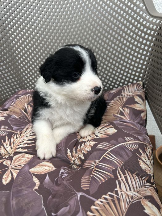 Border Collie Szczeniak Piesek Rodzice z Badaniami