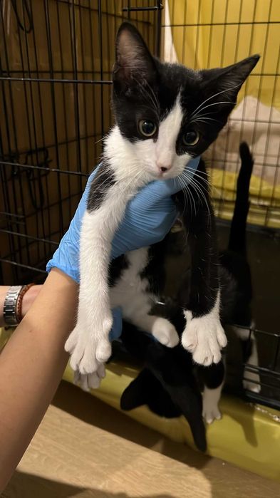 Gatinhos para adoção