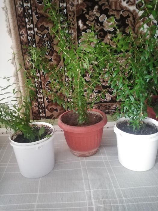 Продам молоденький мірт