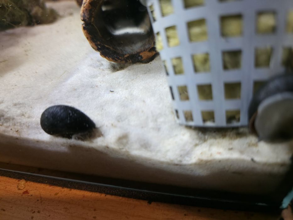 Ślimak Helmet NA GLONY