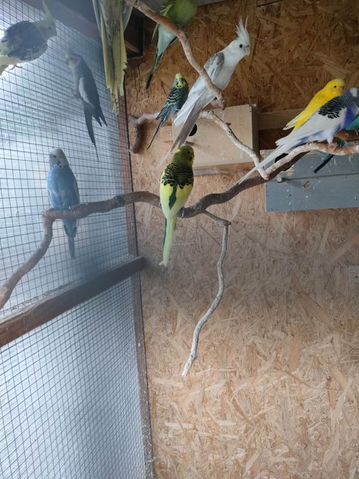 Papuga falista - samiec