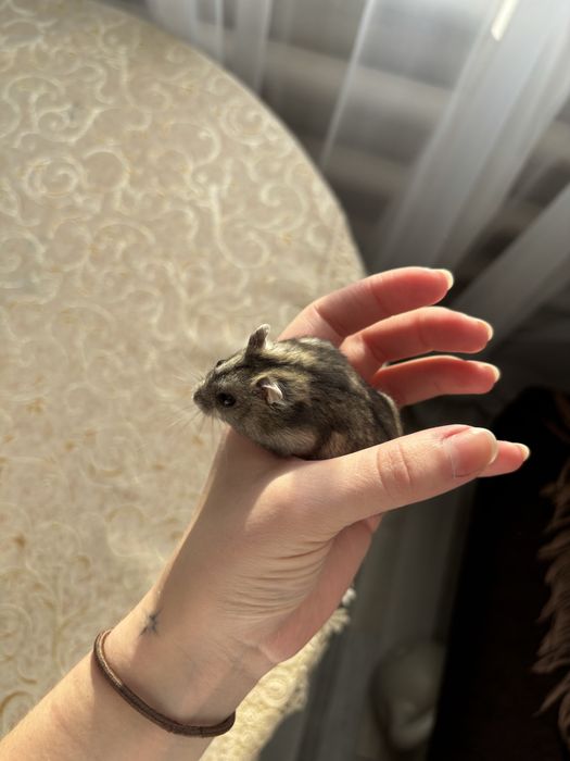 Безкоштовно. Дорослий, ручний хомʼячок)