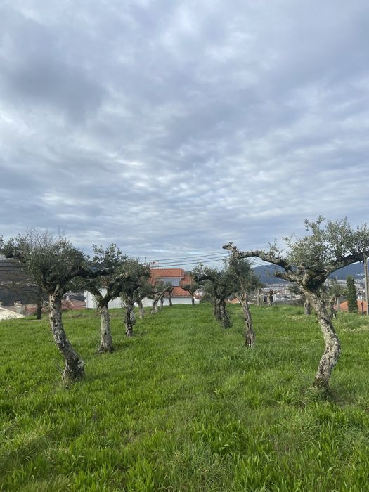 Oliveiras centenárias