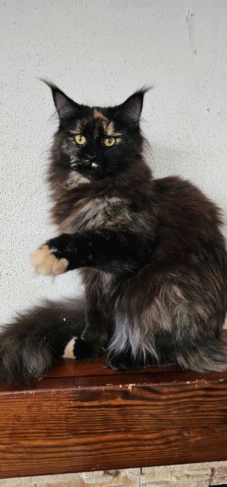 Черепаховая девочка мейн кун