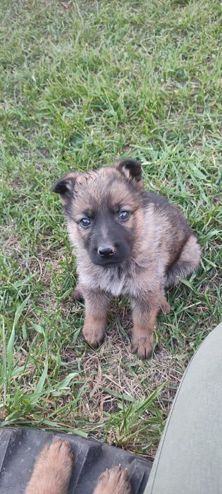 Цуценята німецької вівчарки