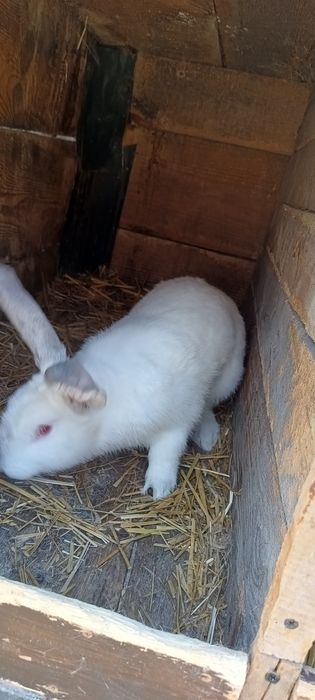 Samce do rozpłodu króliki