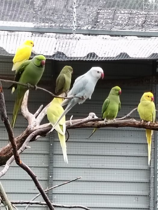 Cedência Ring Necks