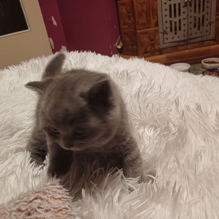 Koteczka brytyjska liliowa