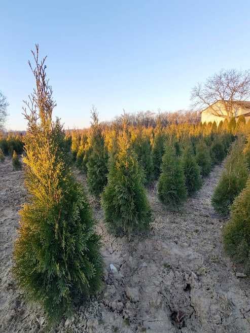 TUJA szmaragd zielona , oraz GOLD, kopana z gruntu