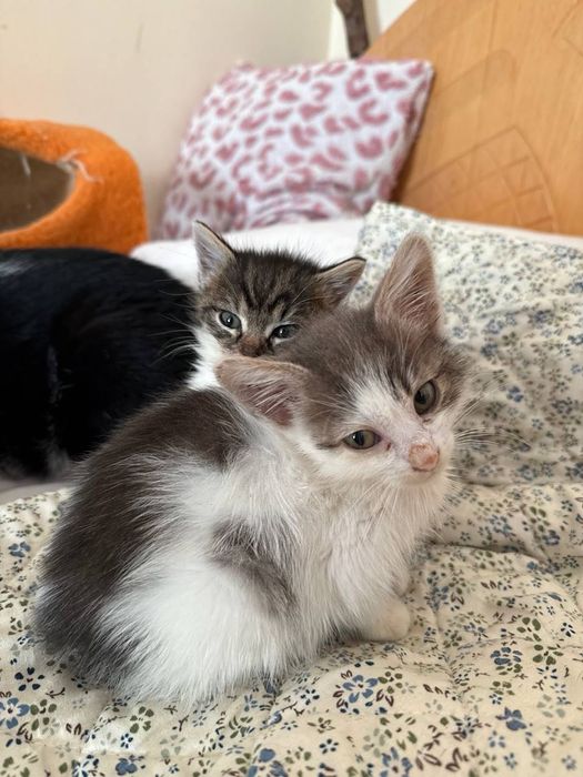 Кошеня в добрі руки