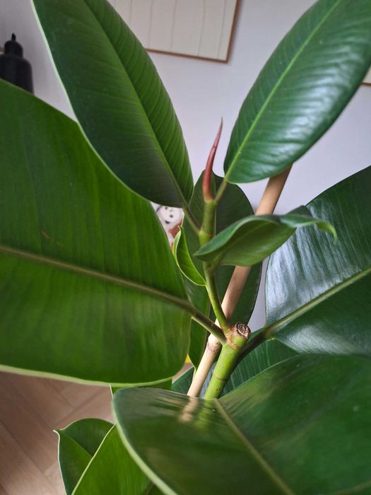 Zestaw roślin domowych: hoya, fikus sprężysty, monstera, epipremnum