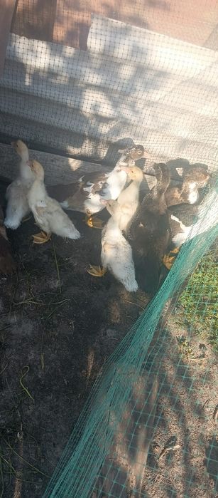 Продам індо каченята