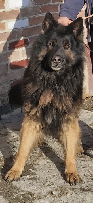 Owczarek niemiecki długowłosy