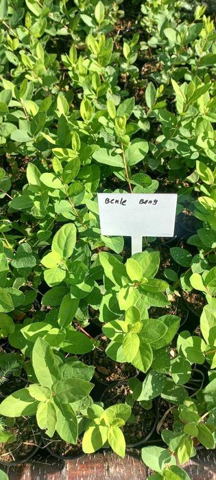 саджанці жимолості жимолость їстівна саженцы польський сорт канадський