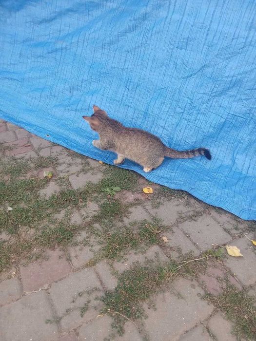 Котеня тигренятко, дівчинка