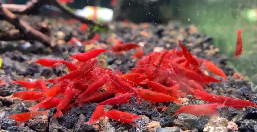 Camarões Neocaridina Red, Yellow e Blue – Saudáveis e de Excelente Qualidade