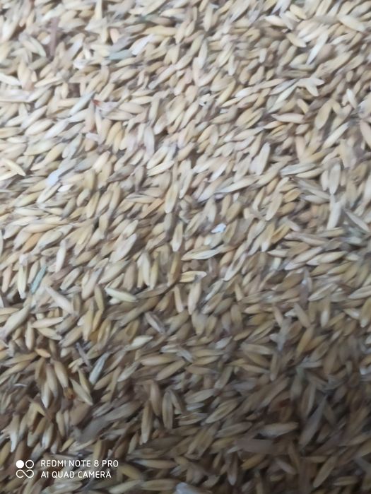 Owies jary ..2025 rok po centrali