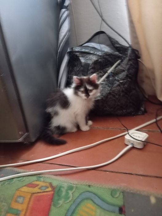 Відам кошеня у добрі руки