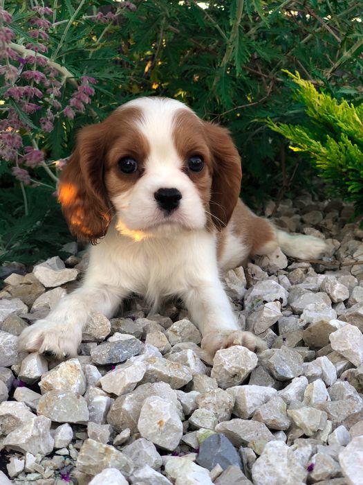 Cudowny charakter idealny Cavalier King Carles Spaniel po szkoleniu wyprawka rodowód