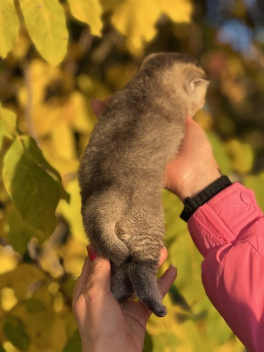 Шикарний плюшевий хлопчик Золота шиншила