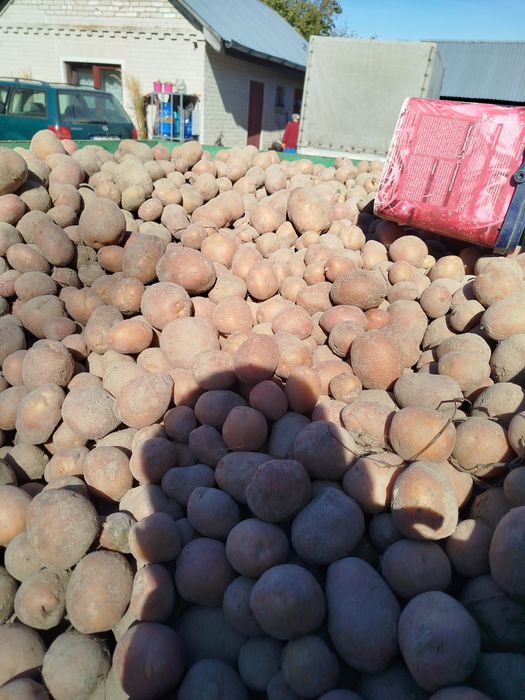 Ziemniaki odmiana Jurek