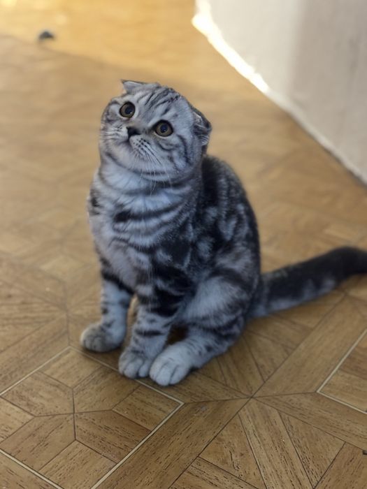 Кошеня шотландське