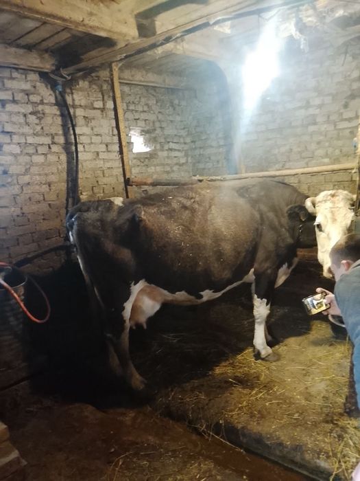 Продам Корову 20л молока