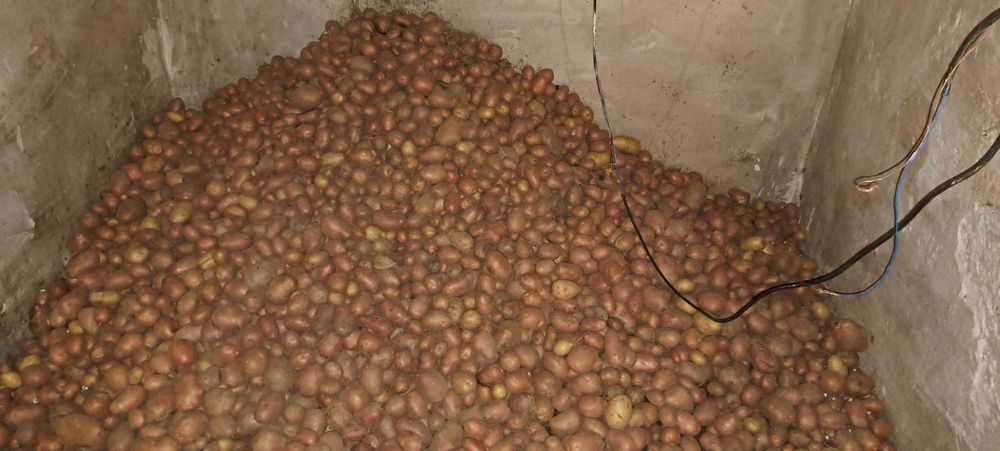 Ziemniaki bella rosa , gala. 2025 , bez CHEMI !