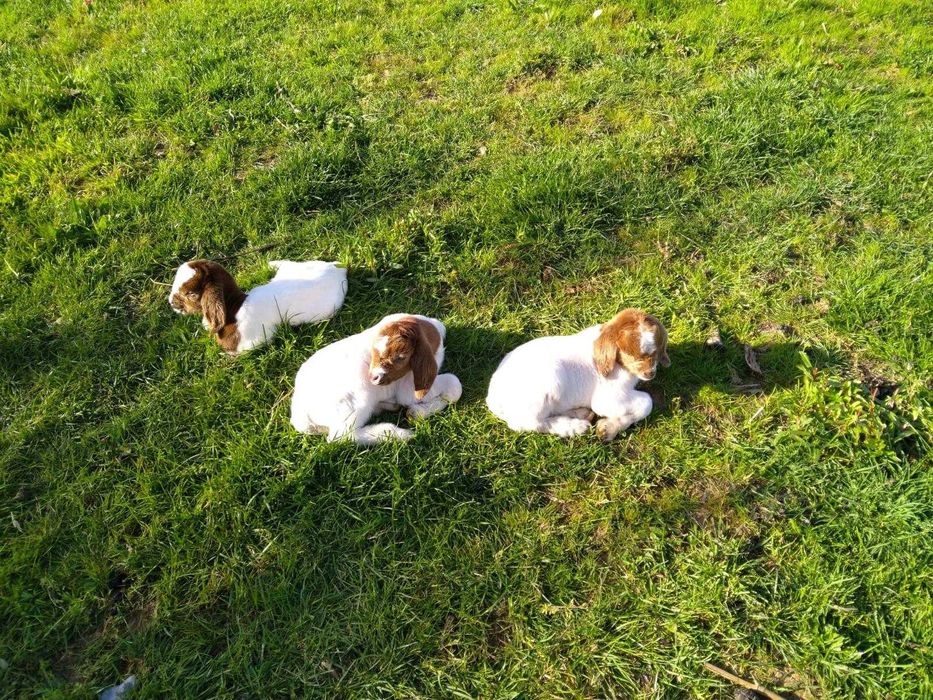 Cabritos 100% Boer para venda