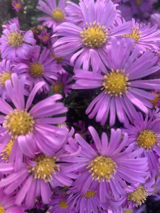 Багаторічні рослини для природнього саду