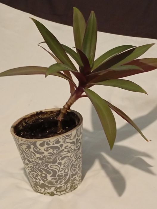 Вазон традесканця Рео в подвійному горщику з дозатором води