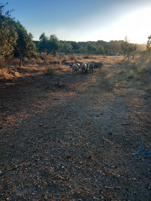 Vendo animais de quinta ovelhas ou cabras