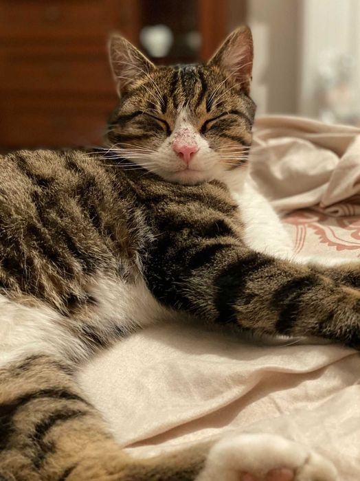 Пропал Кот . Просьба вернуть за вознаграждение !