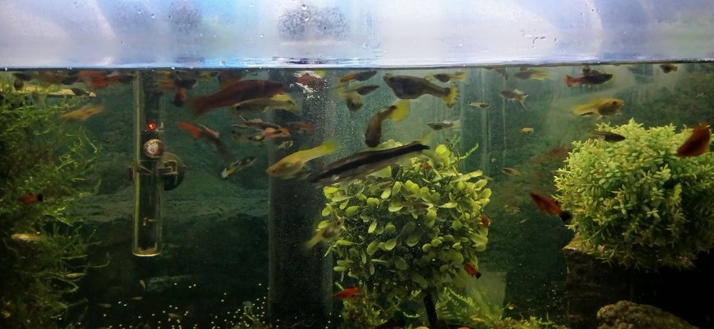 Sprzedam młode głupiki