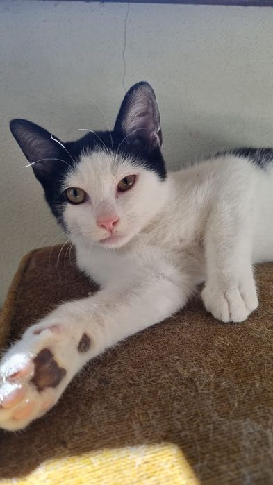 Timor- gato jovem (5 meses para adoção)