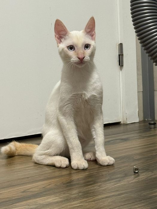 Fabrício, para adoção