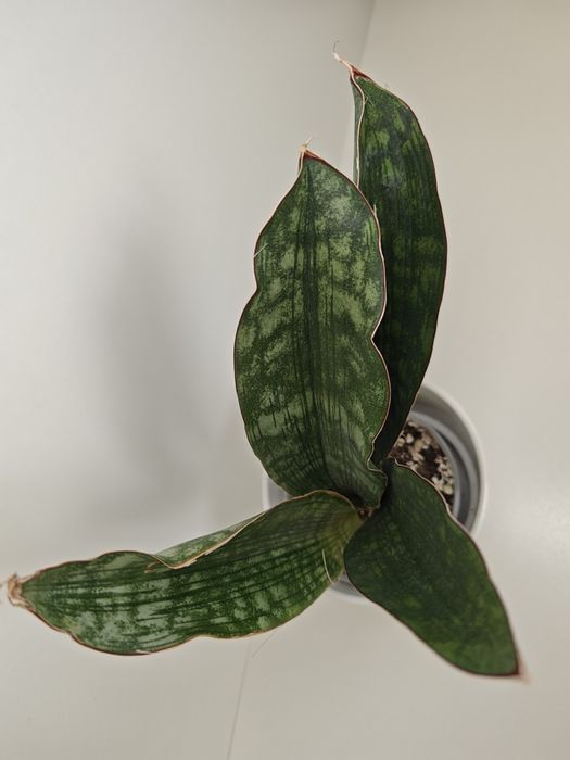 Sansevieria Scimitariformis Silver Bezrzecze  OLX.pl