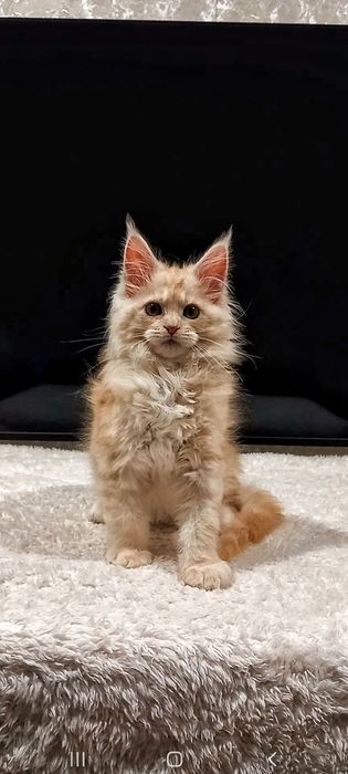Рыжий муркотливий мейн-кун хлопчик,