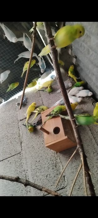 Piriquitos deste ano para ceder