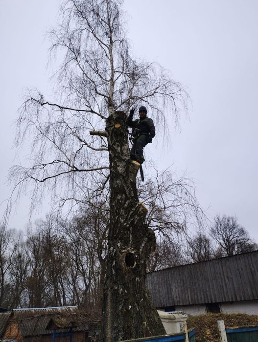Професійне обрізання аварійних дерев