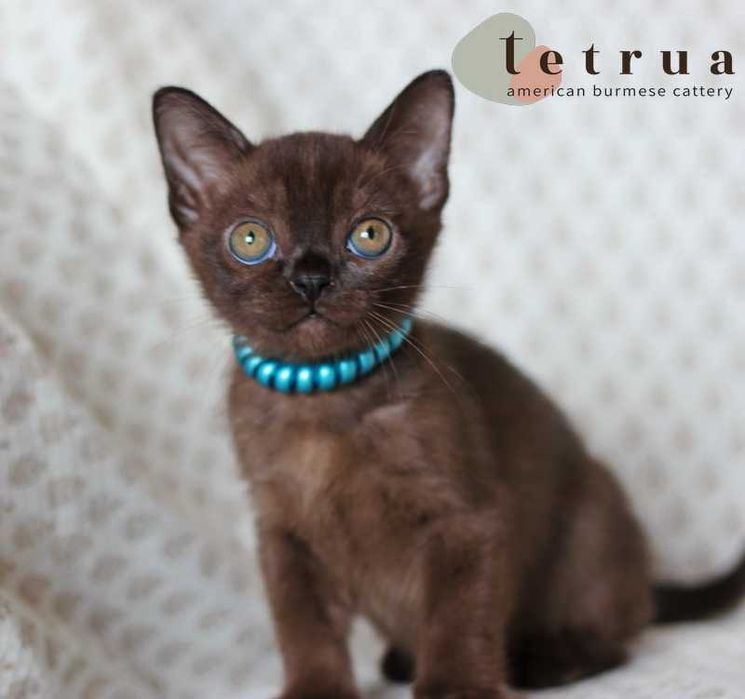 Американская бурма! Мальчик!