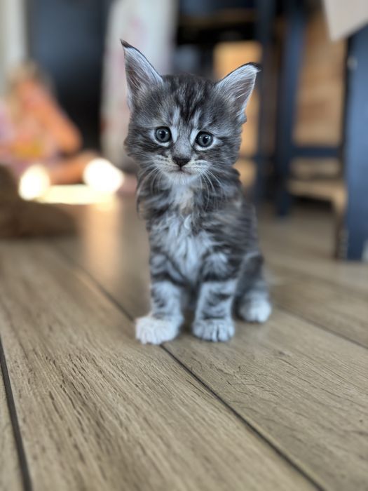 Kociczka Maine Coon
