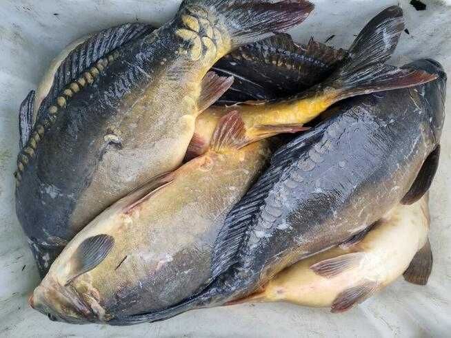 Sprzedam karpia z własnej hodowli