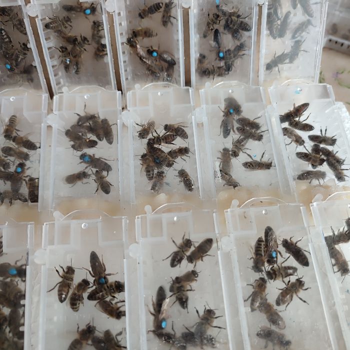 Продам бджоломатки Карніка (пешец) та Карпатка