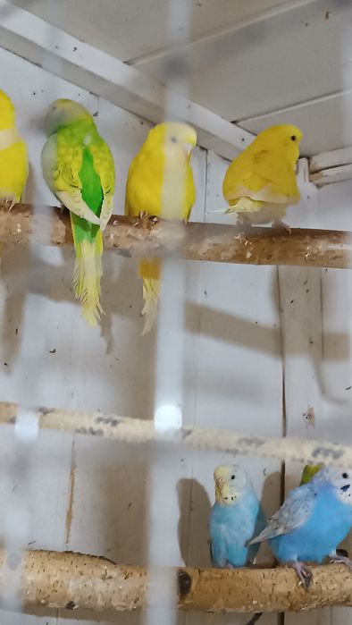 Papugi Faliste cena 35  zł