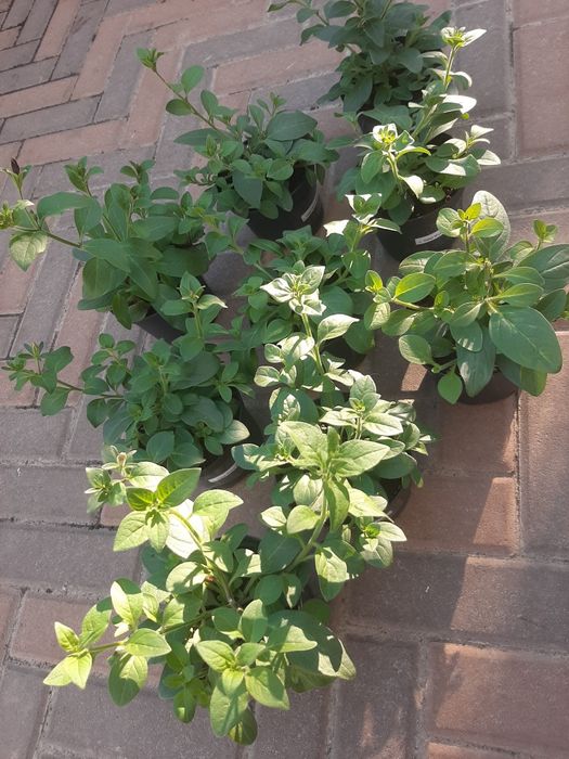 Петунія Тайдал Tidal