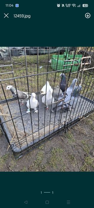 Gołębie ozdobne takle